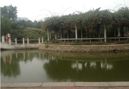 翔天信鸽计算机学校